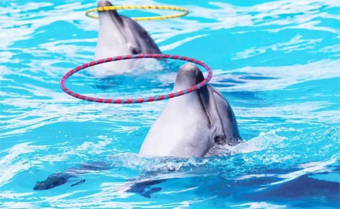 Dolphin & Seal Show