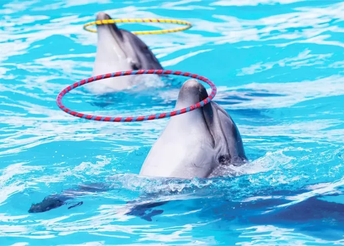 Dolphin & Seal Show